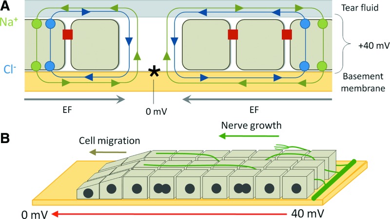 Figure 5.