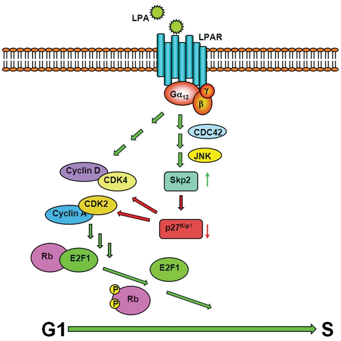 Figure 7.