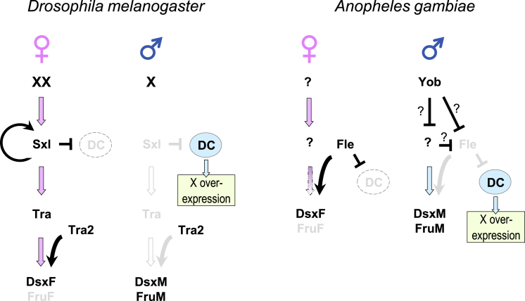 Figure 3