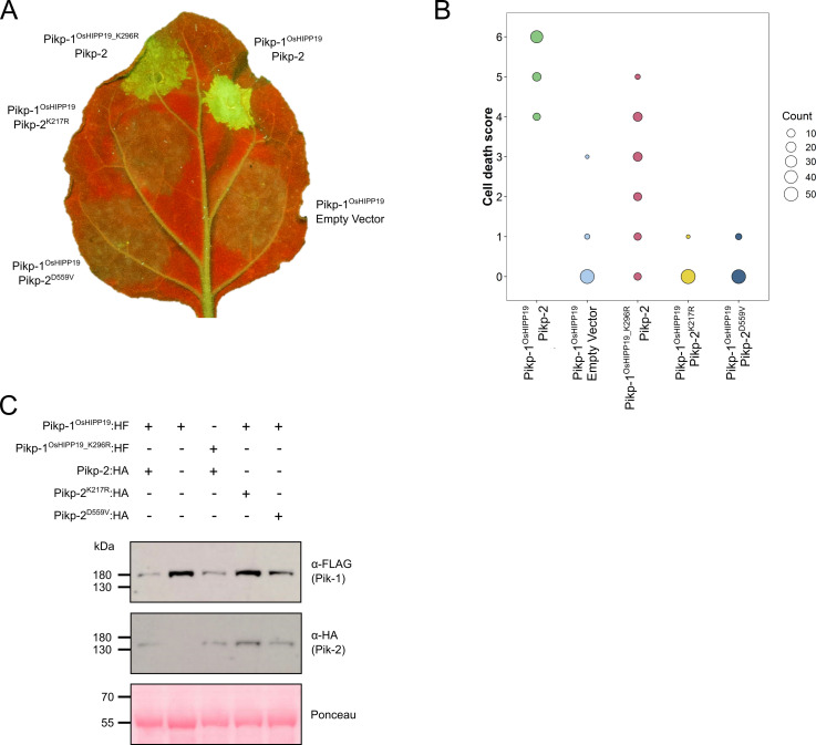 Figure 1—figure supplement 5.