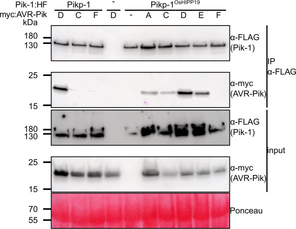 Figure 1—figure supplement 3.