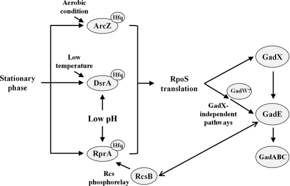 Figure 9