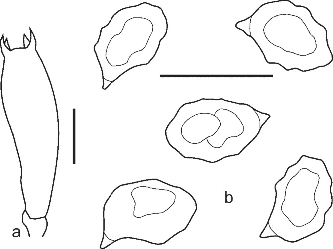 Fig. 25