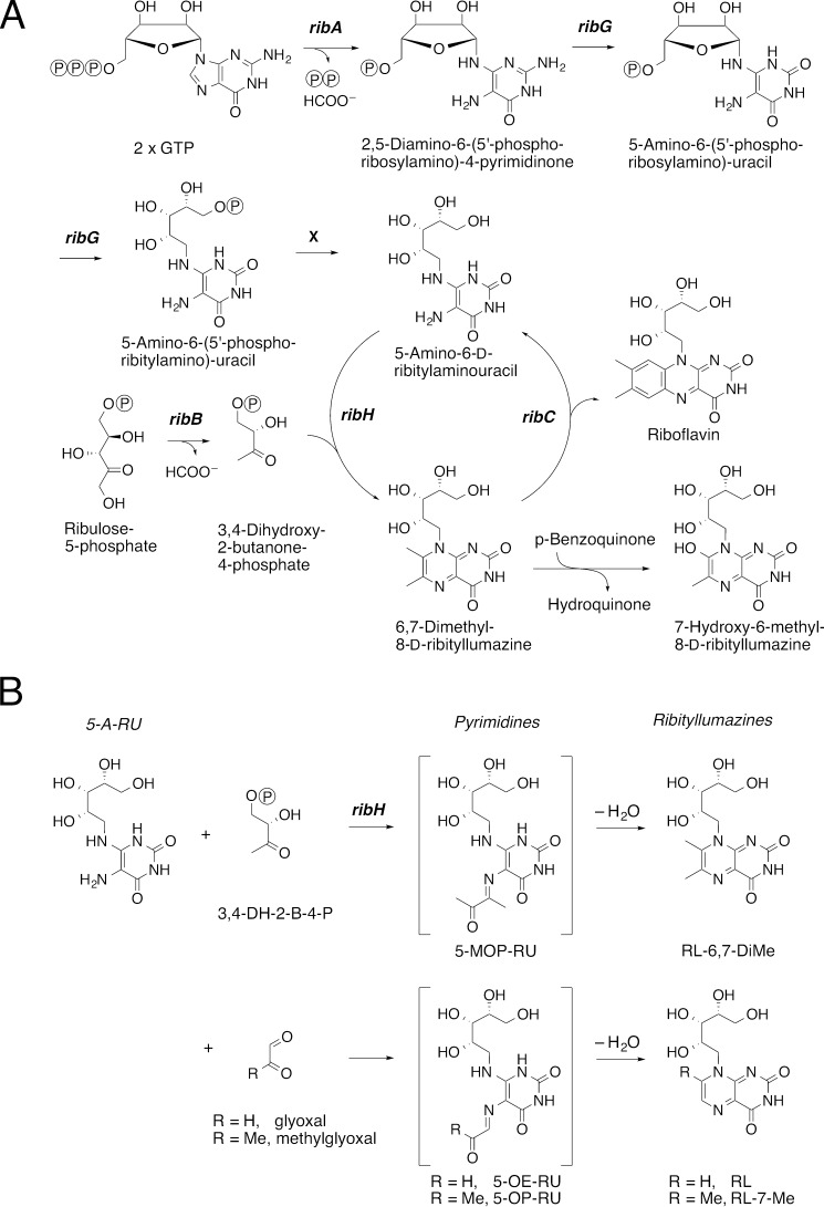 FIGURE 1.