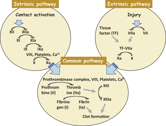 FIGURE 2