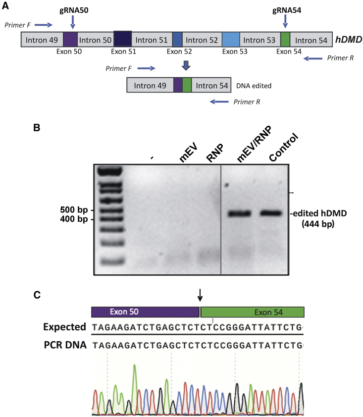 Figure 7