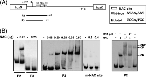 Fig. 5.