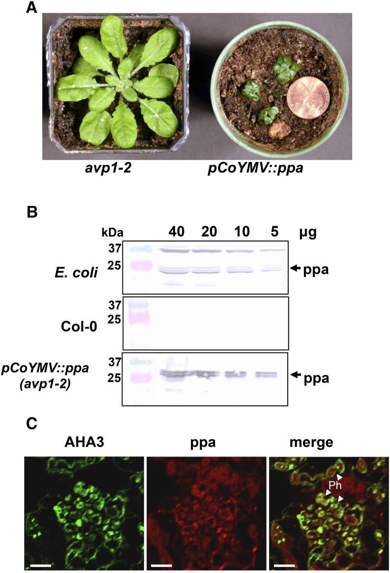 Figure 7.