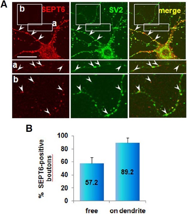 Fig. 8.