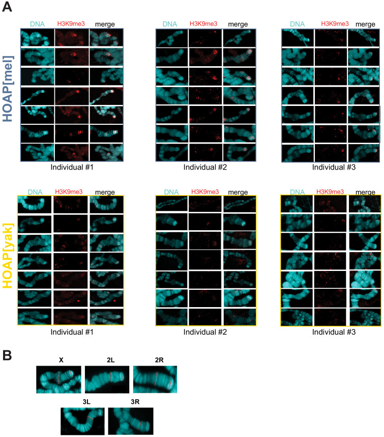 Figure 2—figure supplement 3.