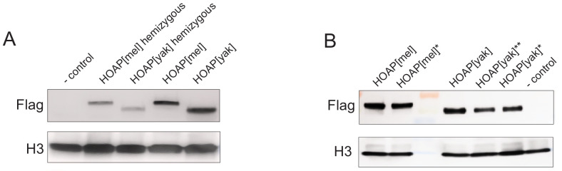 Figure 1—figure supplement 3.