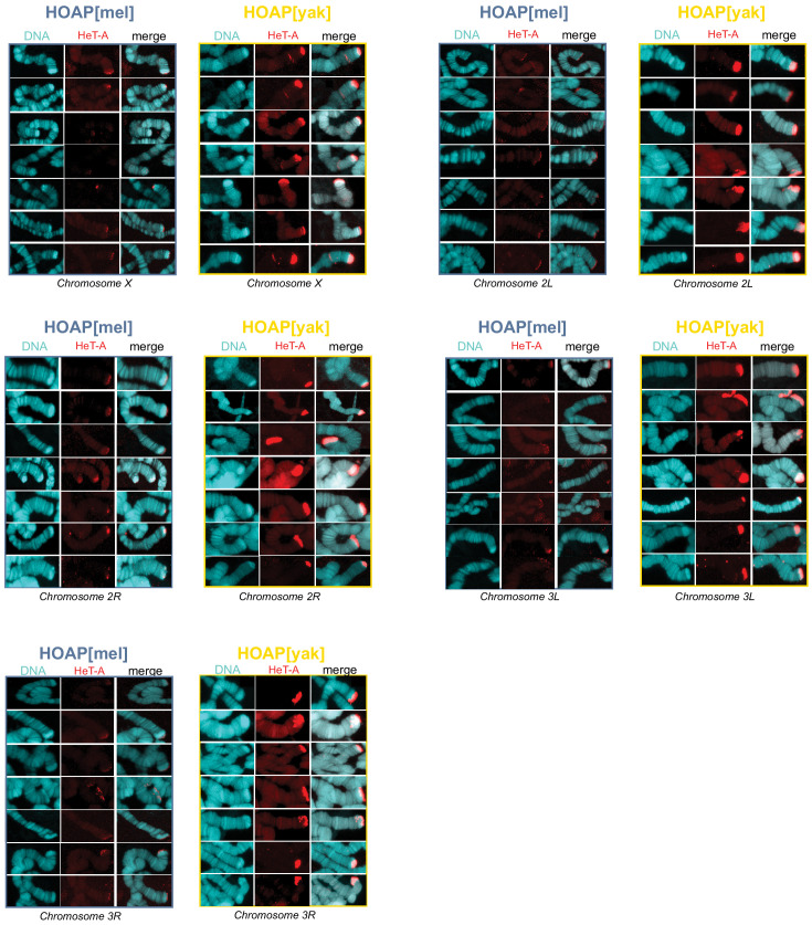 Figure 4—figure supplement 2.