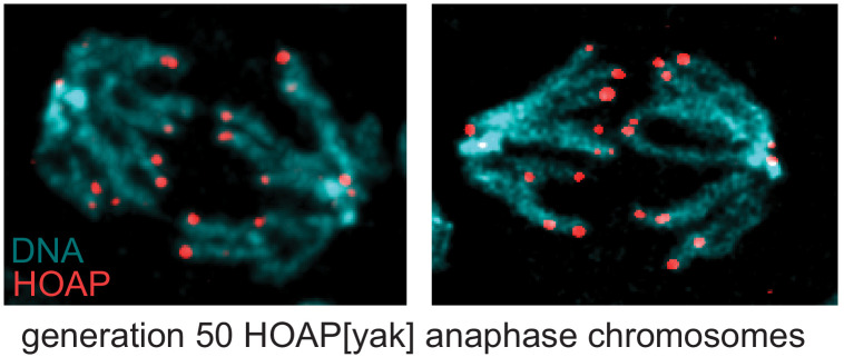 Figure 4—figure supplement 3.