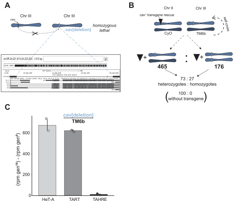 Figure 3—figure supplement 1.