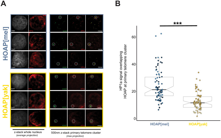 Figure 5—figure supplement 1.