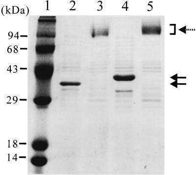 FIG. 5.