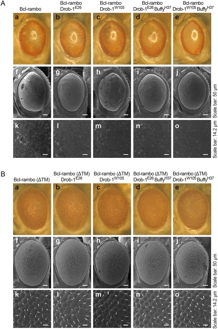 Fig 9