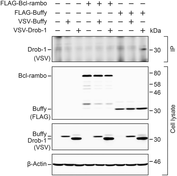 Fig 10