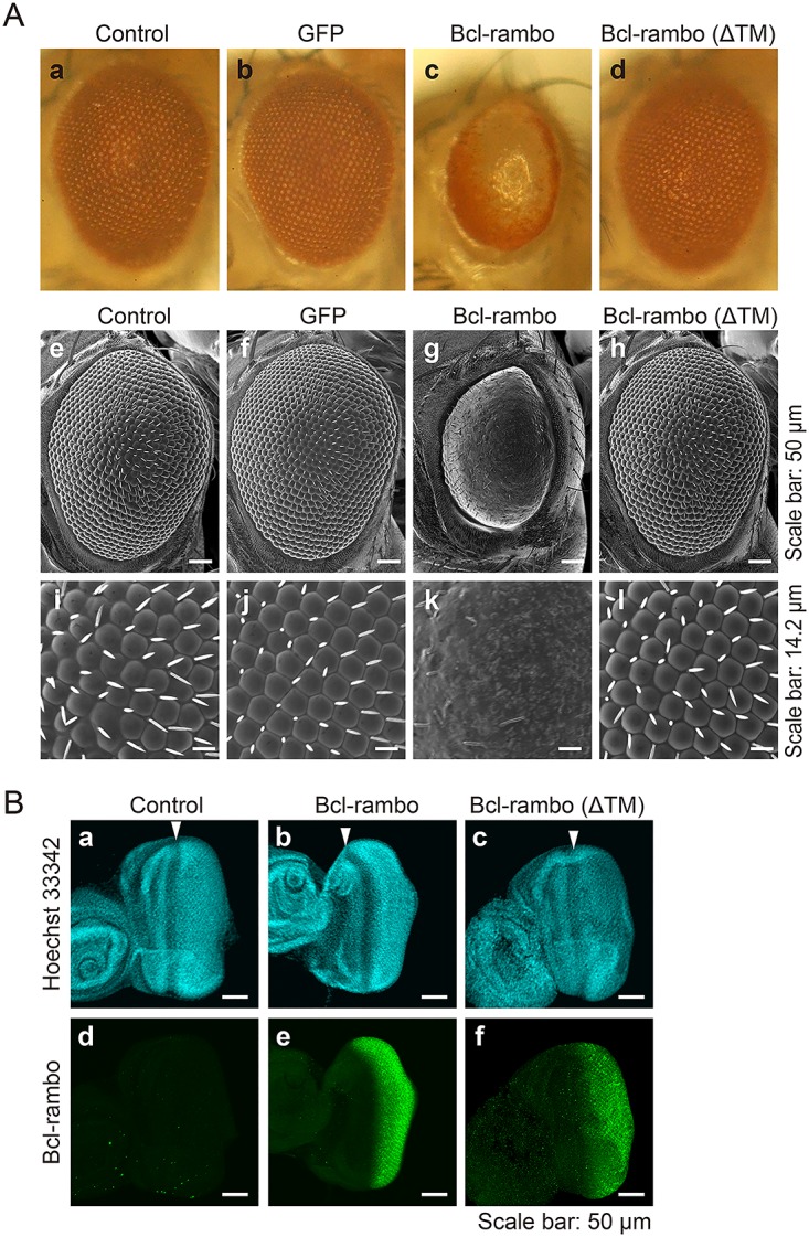 Fig 4