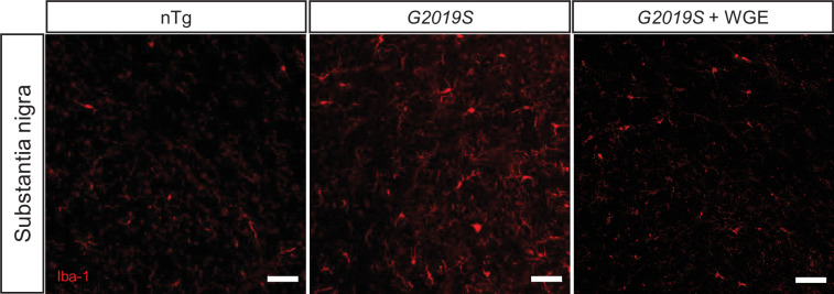 Figure 10—figure supplement 1.