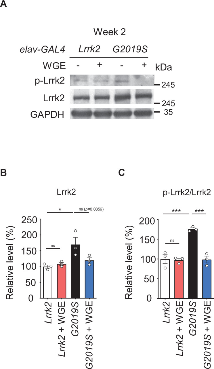 Figure 3—figure supplement 1.