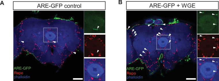 Figure 5—figure supplement 1.