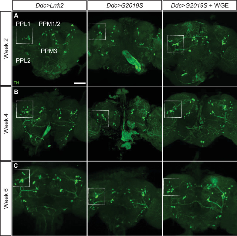 Figure 2—figure supplement 1.