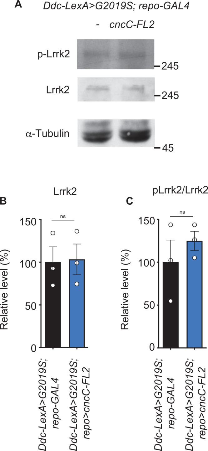 Figure 6—figure supplement 1.