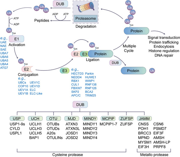 FIGURE 15