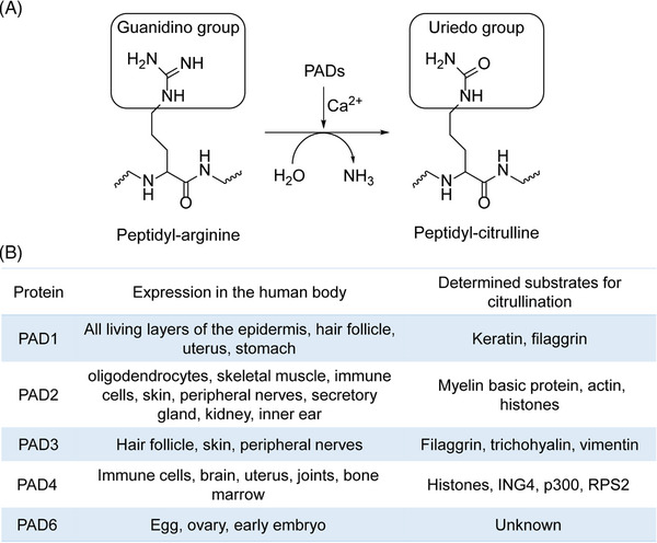 FIGURE 20