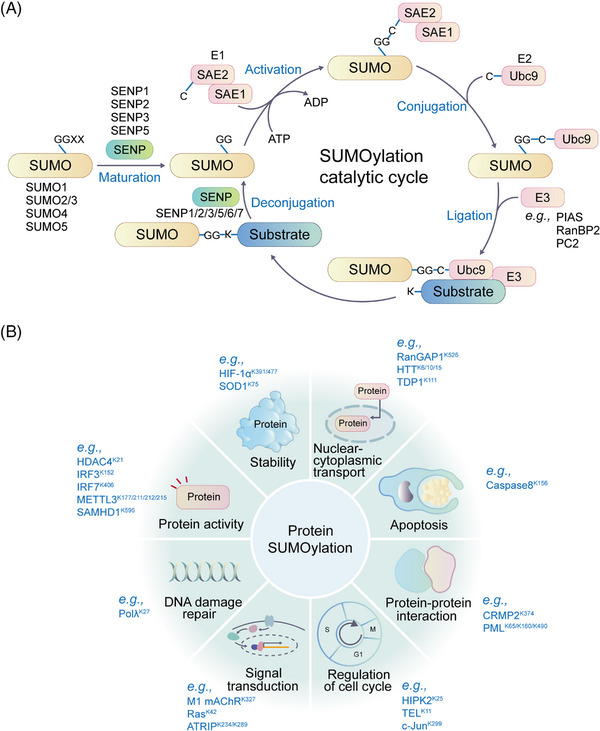 FIGURE 17