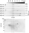 FIG. 3.