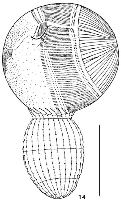 Fig. 14