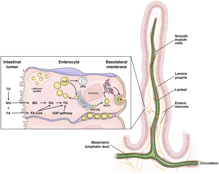 Figure 1