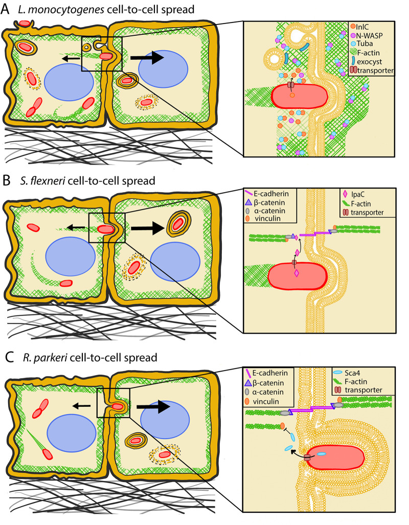 FIG 2