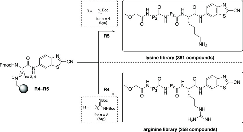 Scheme 5