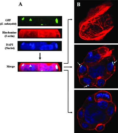 FIG. 2.