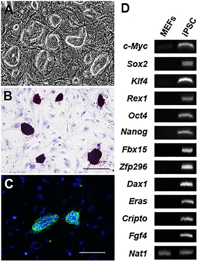 Fig 1