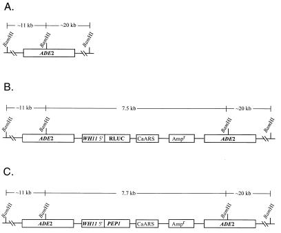 FIG. 1