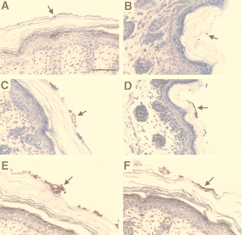 FIG. 7