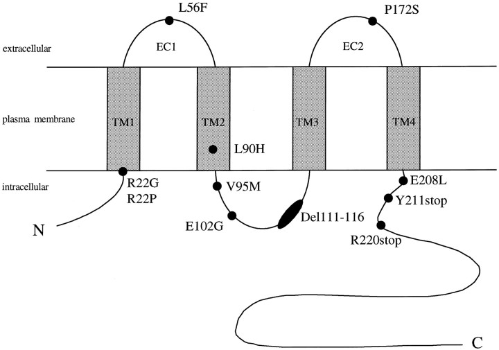 Fig. 1.