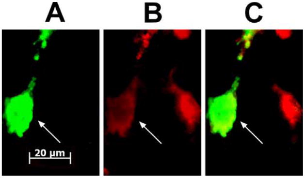 Fig. 10