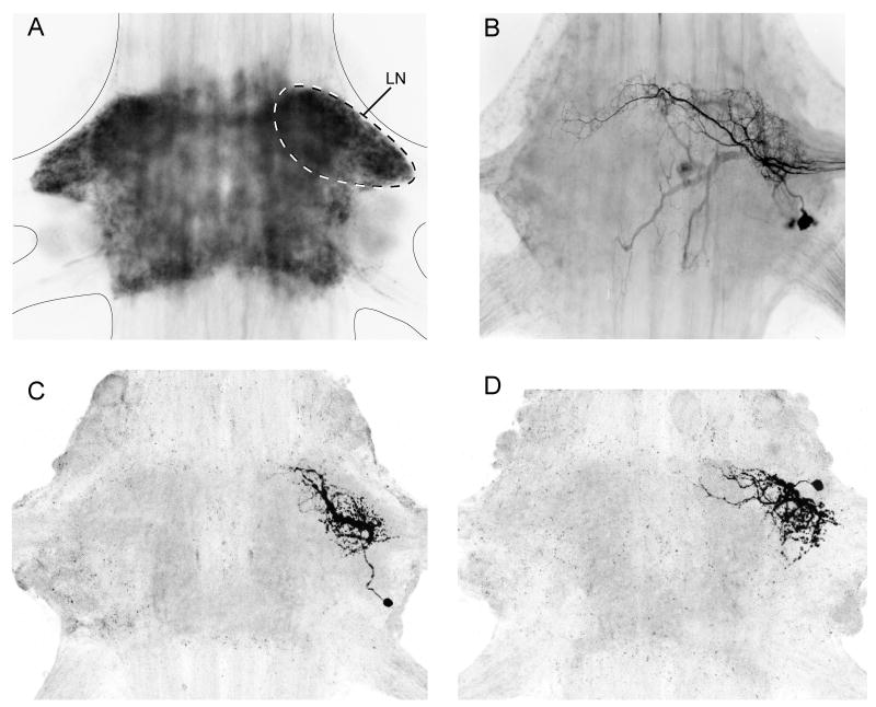 Fig. 3