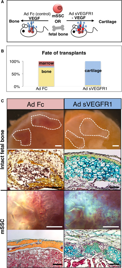 Fig 5