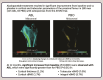 Graphical Abstract