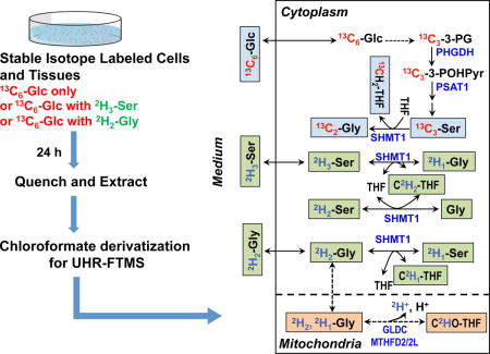 graphic file with name nihms868826u1.jpg