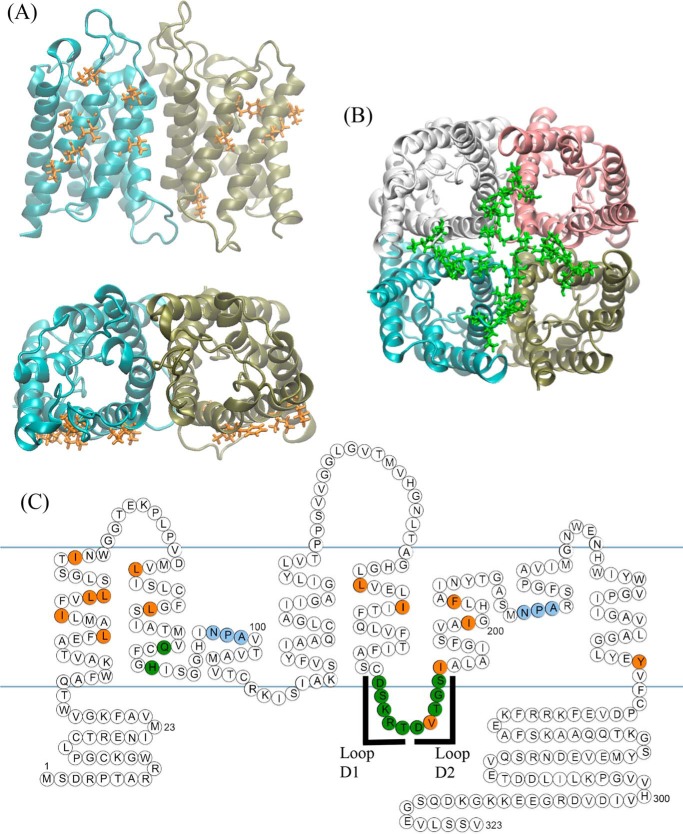 FIGURE 1.