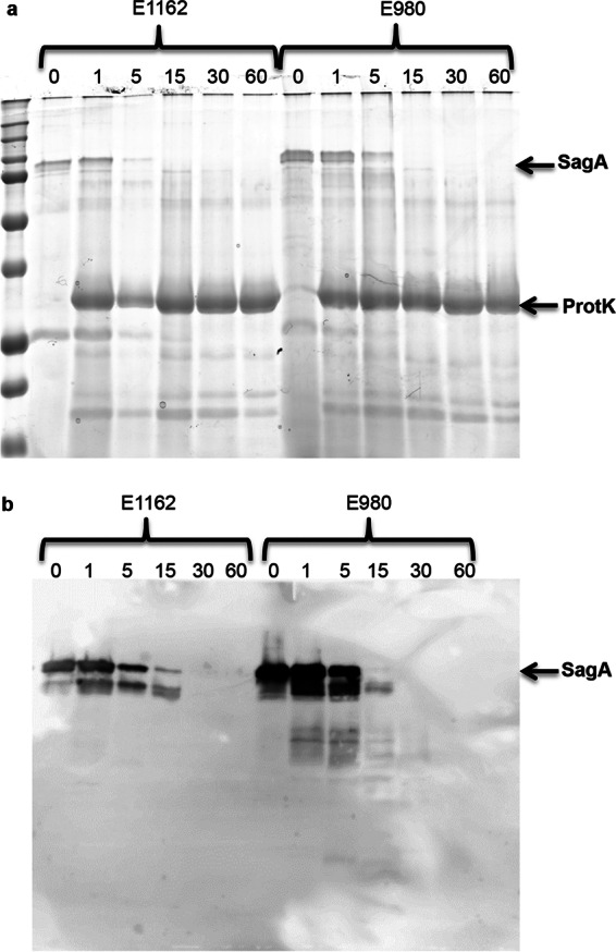 FIG 6