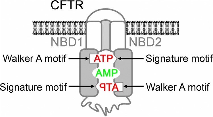 FIGURE 1.