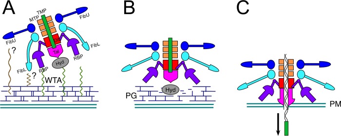 Fig 6